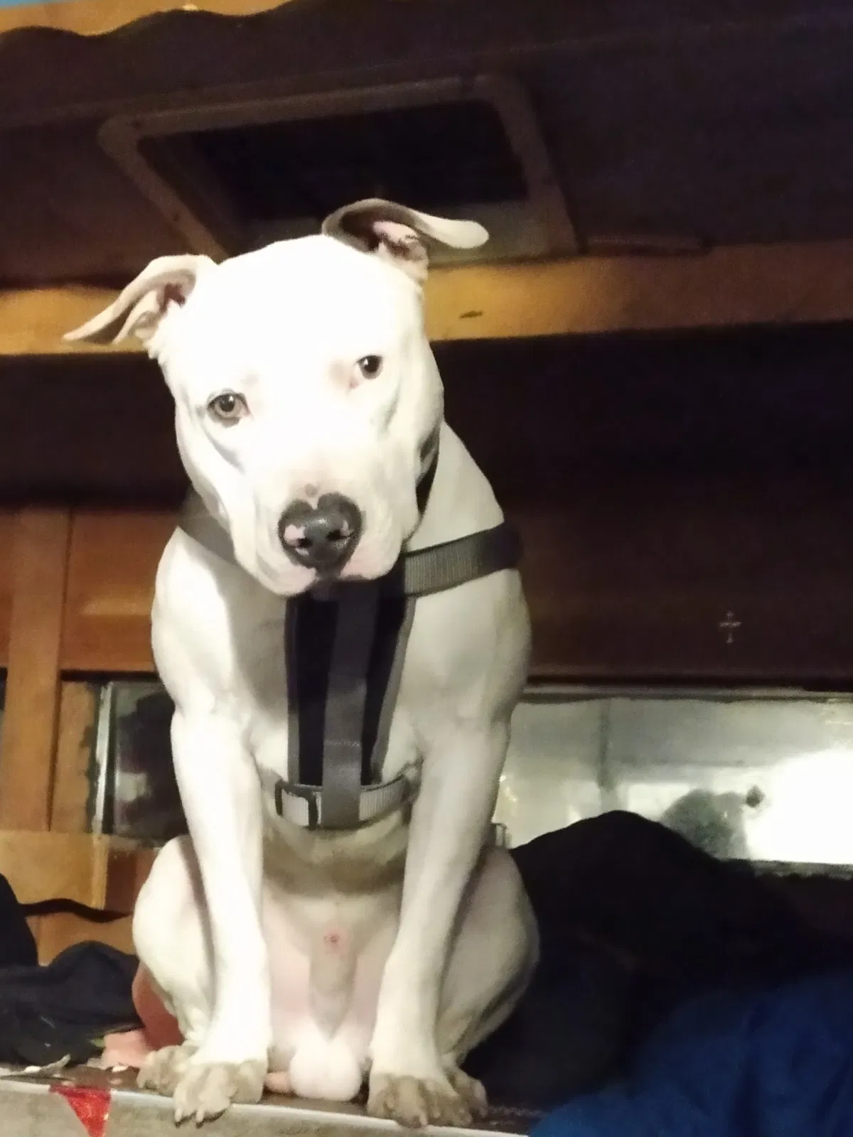 Lost dog in Salt Lake City, UT, 84101