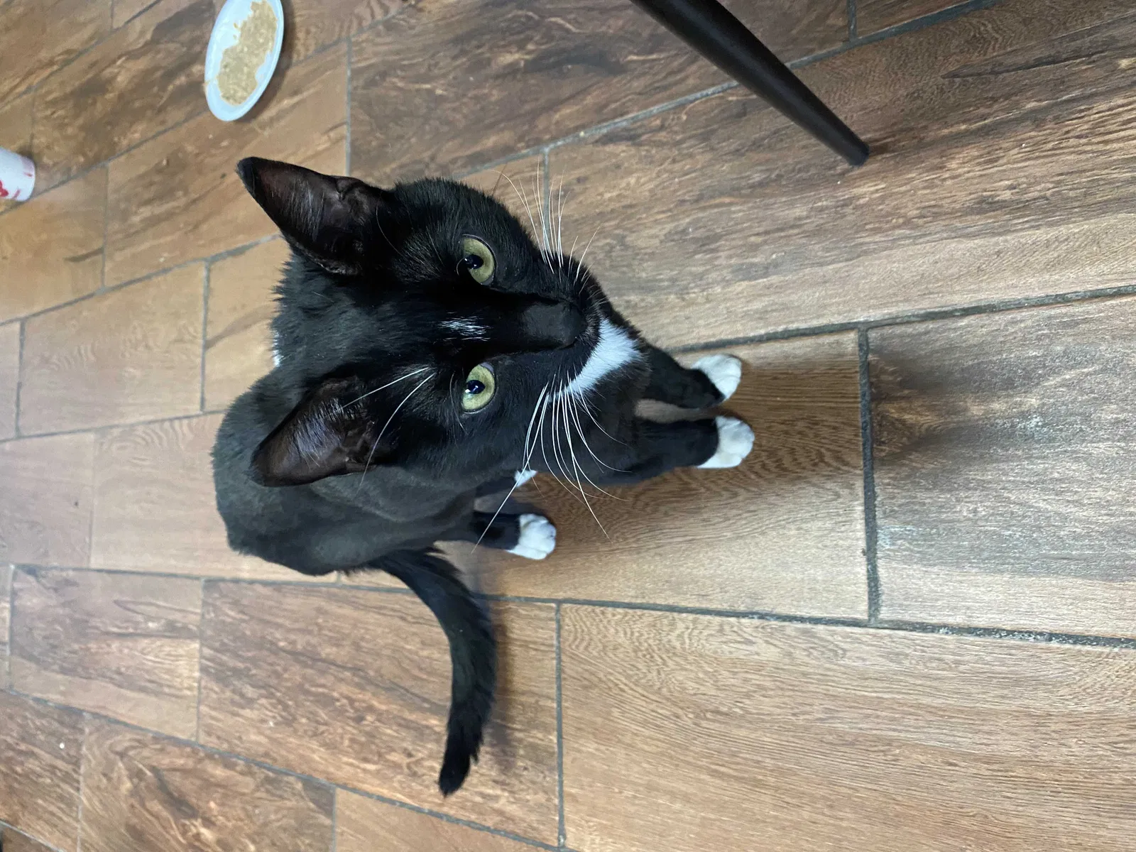 Found cat in Bloomfield, NJ, 7003