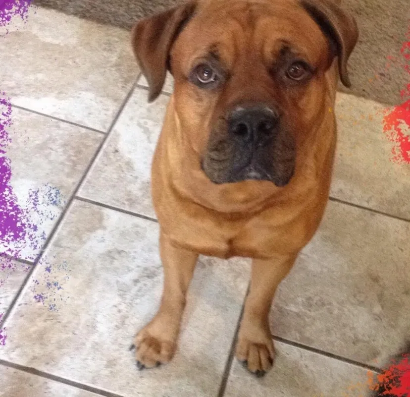 Lost dog in Oklahoma City, OK, 73139