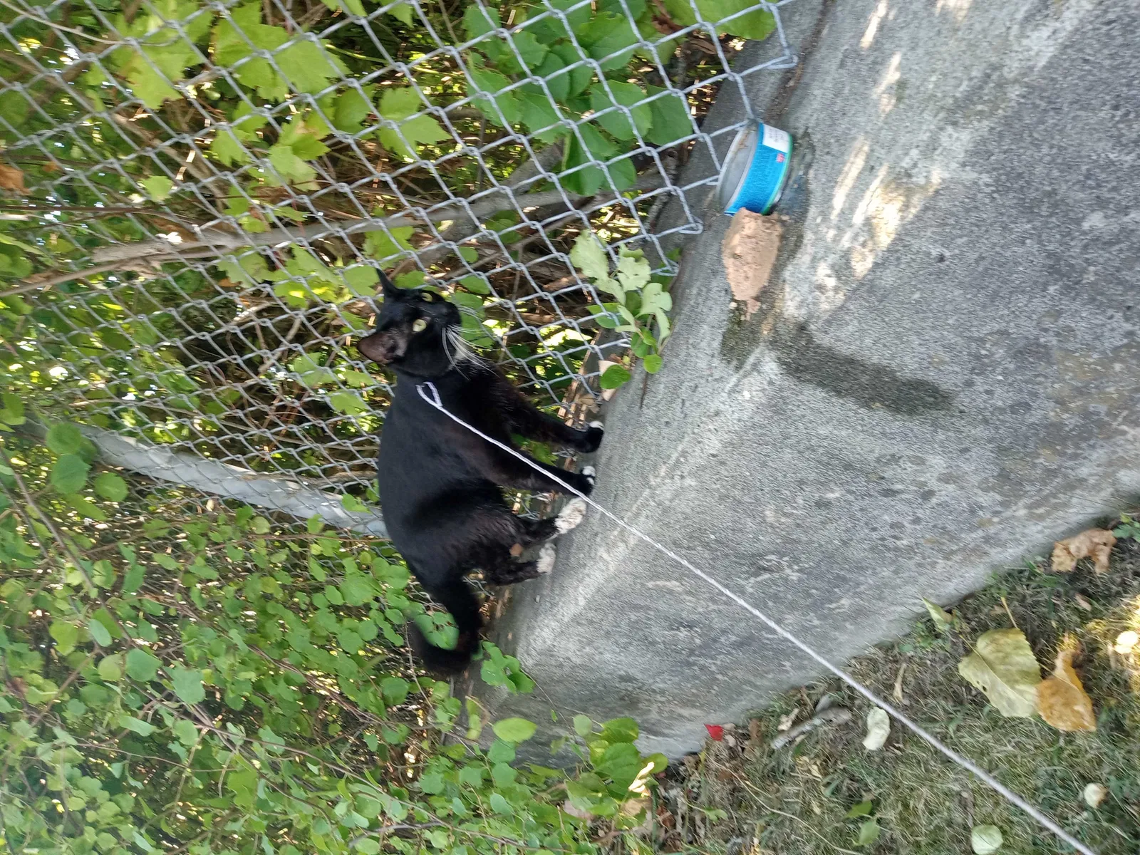 Lost cat in Woodbridge, CT, 6525