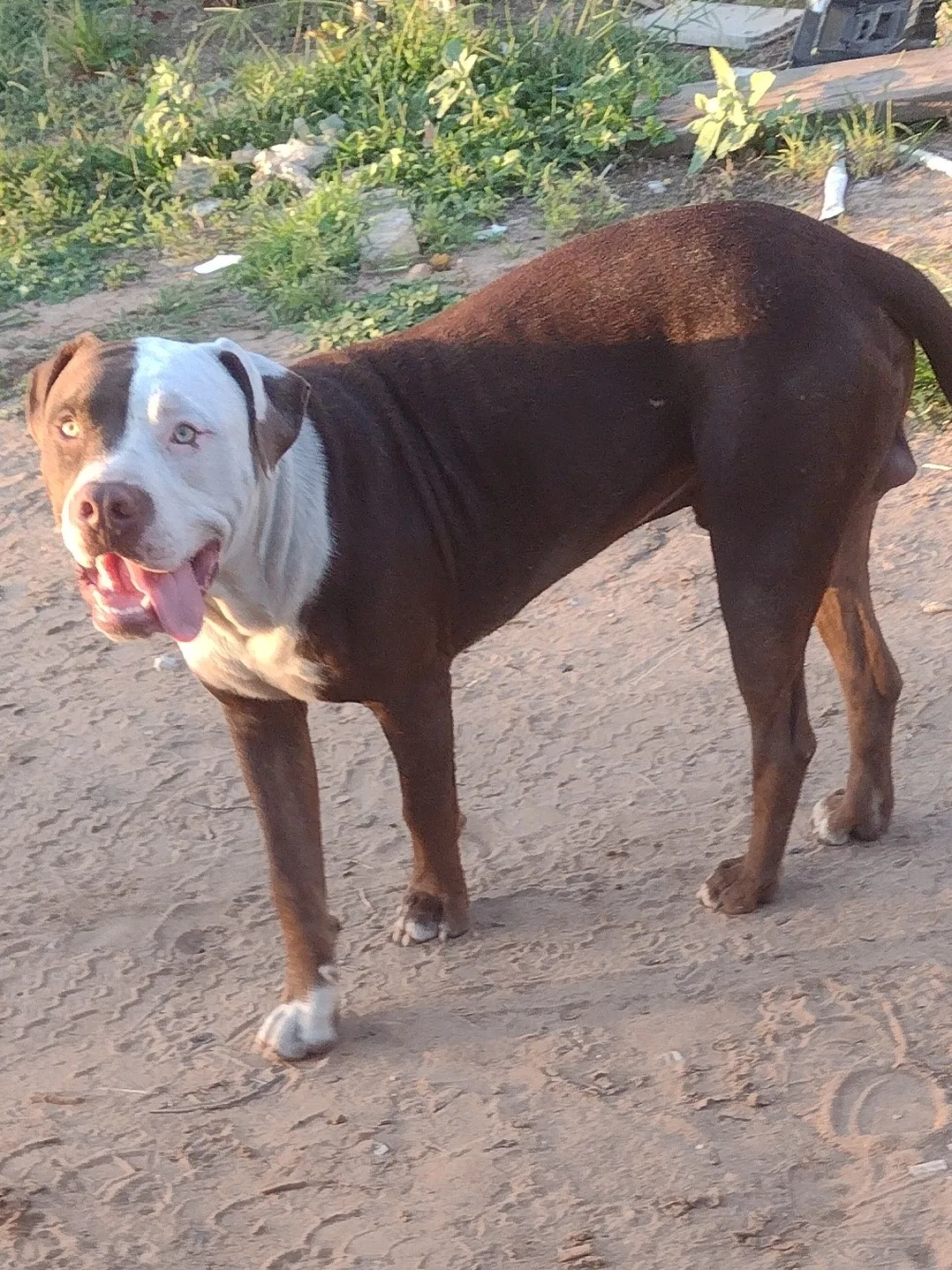 Lost dog in Unknown, TX, 76532