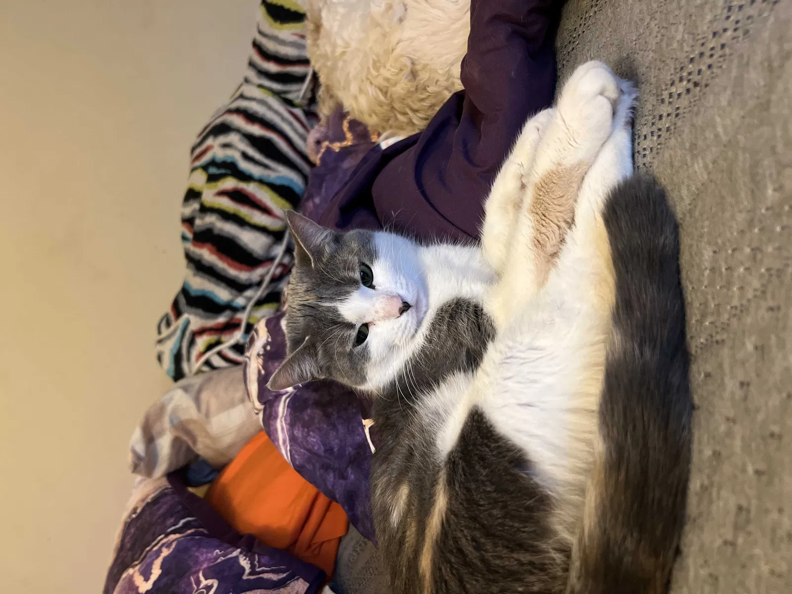 Found cat in Hammond, IN, 46324