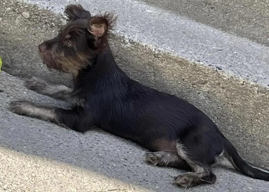 Lost dog in Milwaukee, WI, 53212