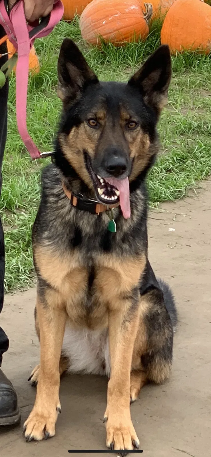 Lost dog in Tacoma, WA, 98404