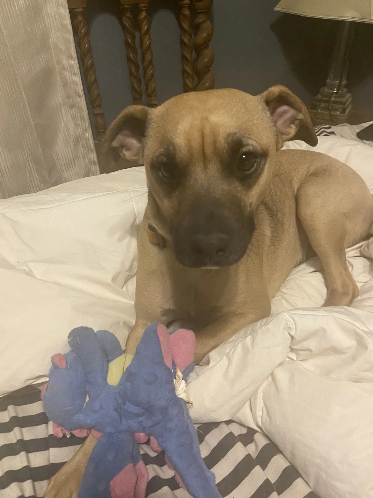 Lost dog in Ashland City, TN, 37015