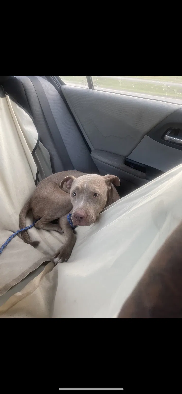 Lost dog in Fayetteville, NC, 28305