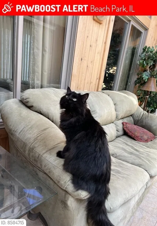 Lost cat in Waukegan, IL, 60087