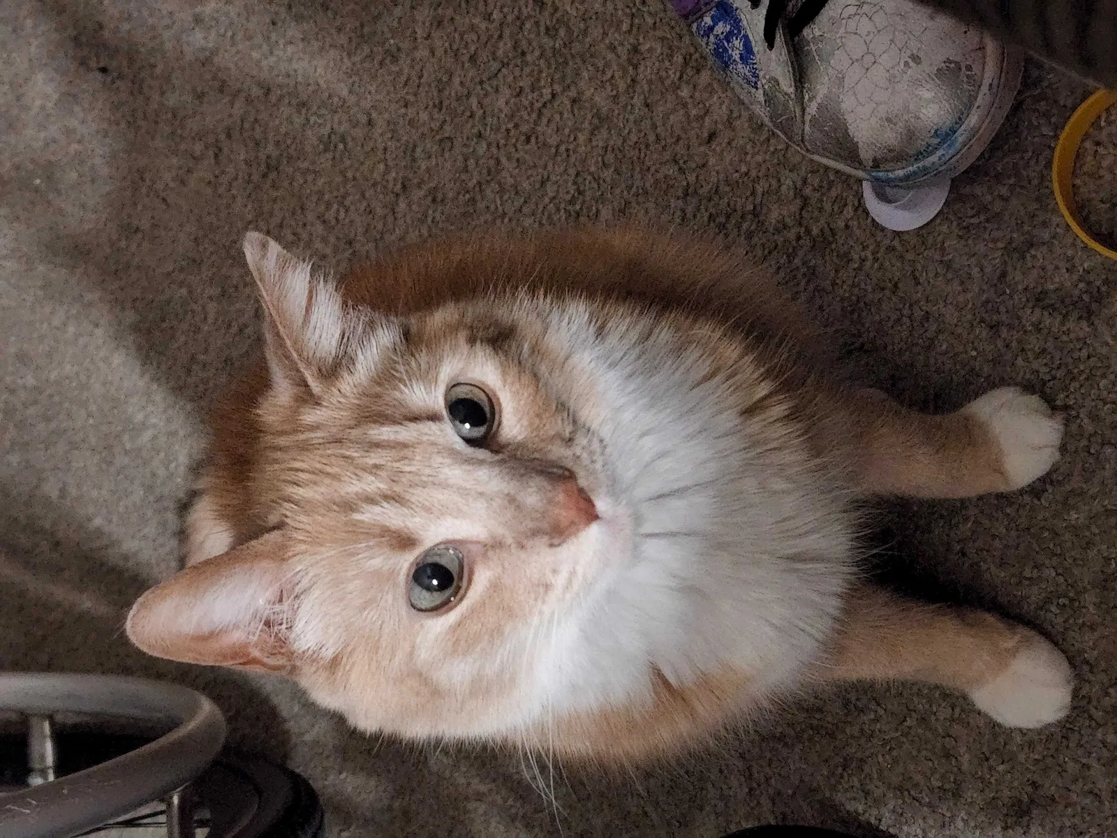 Lost cat in Boise, ID, 83706
