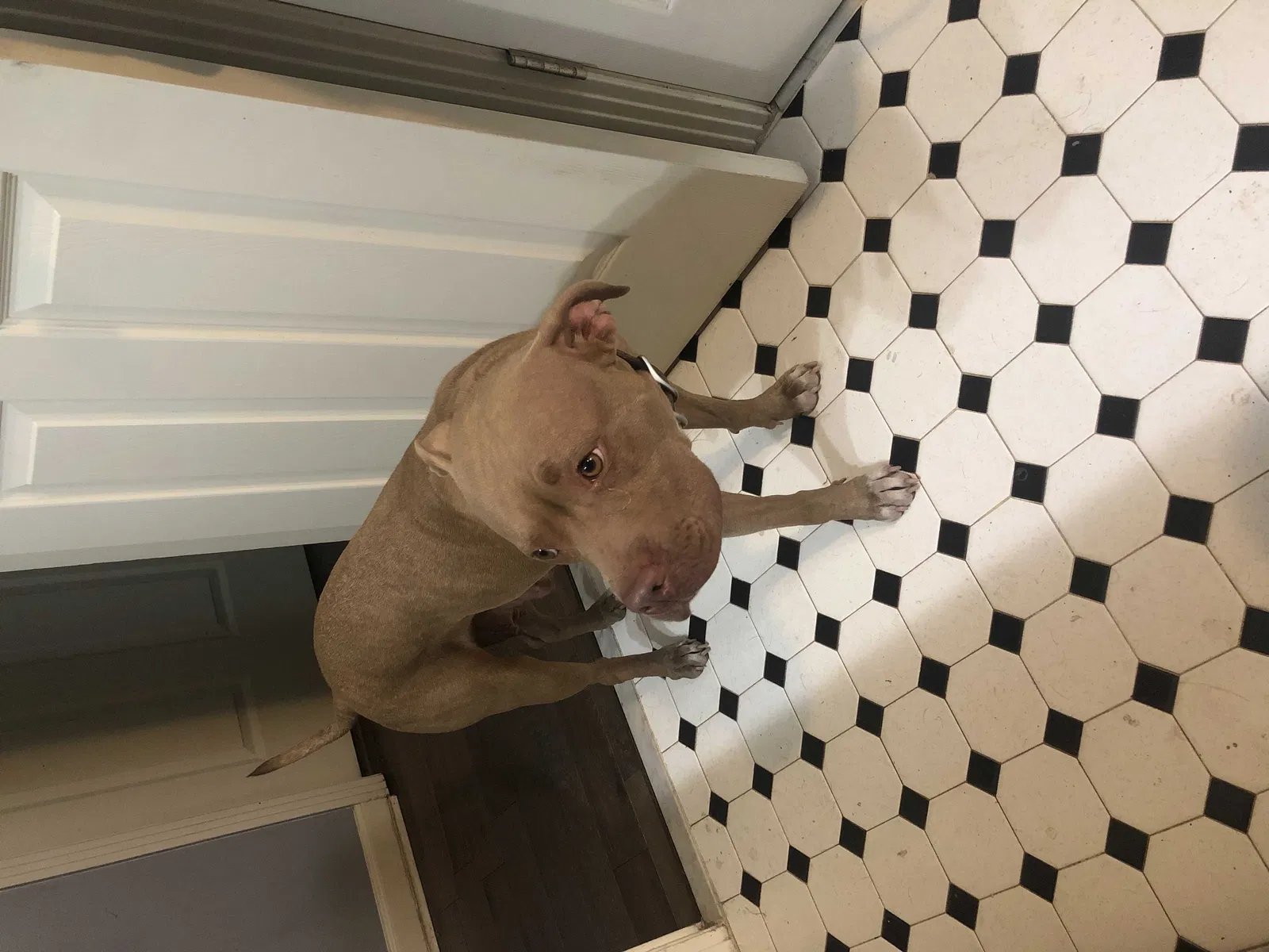 Lost dog in Clarksville, TN, 37042