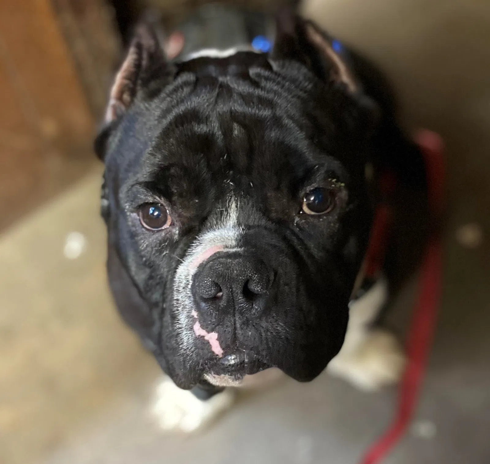 Lost dog in Thomasville, NC, 27360