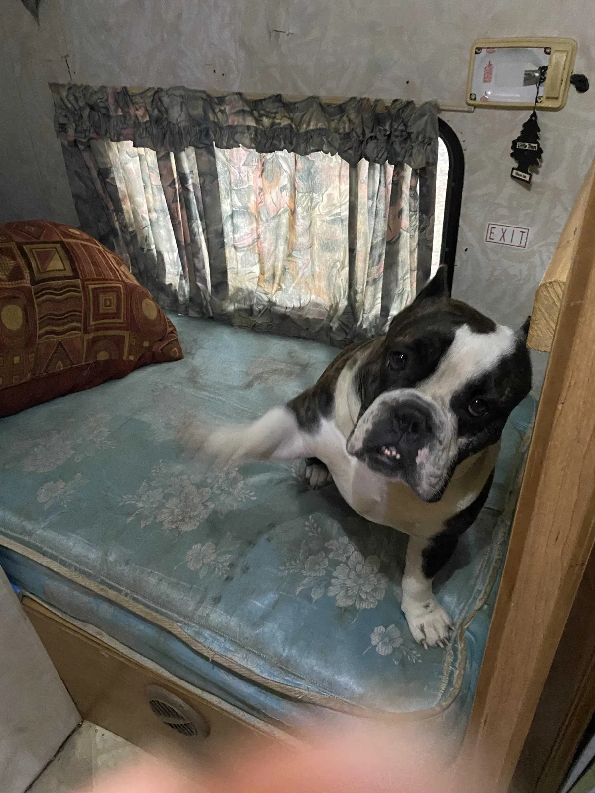 Lost dog in Thomasville, NC, 27360