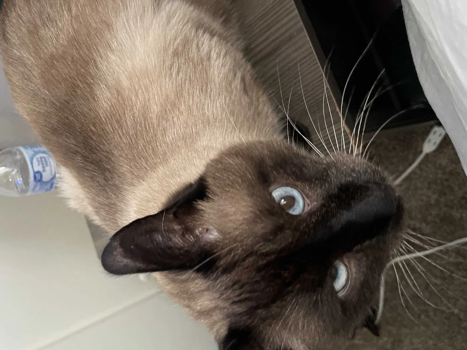 Lost cat in El Paso, TX, 79925