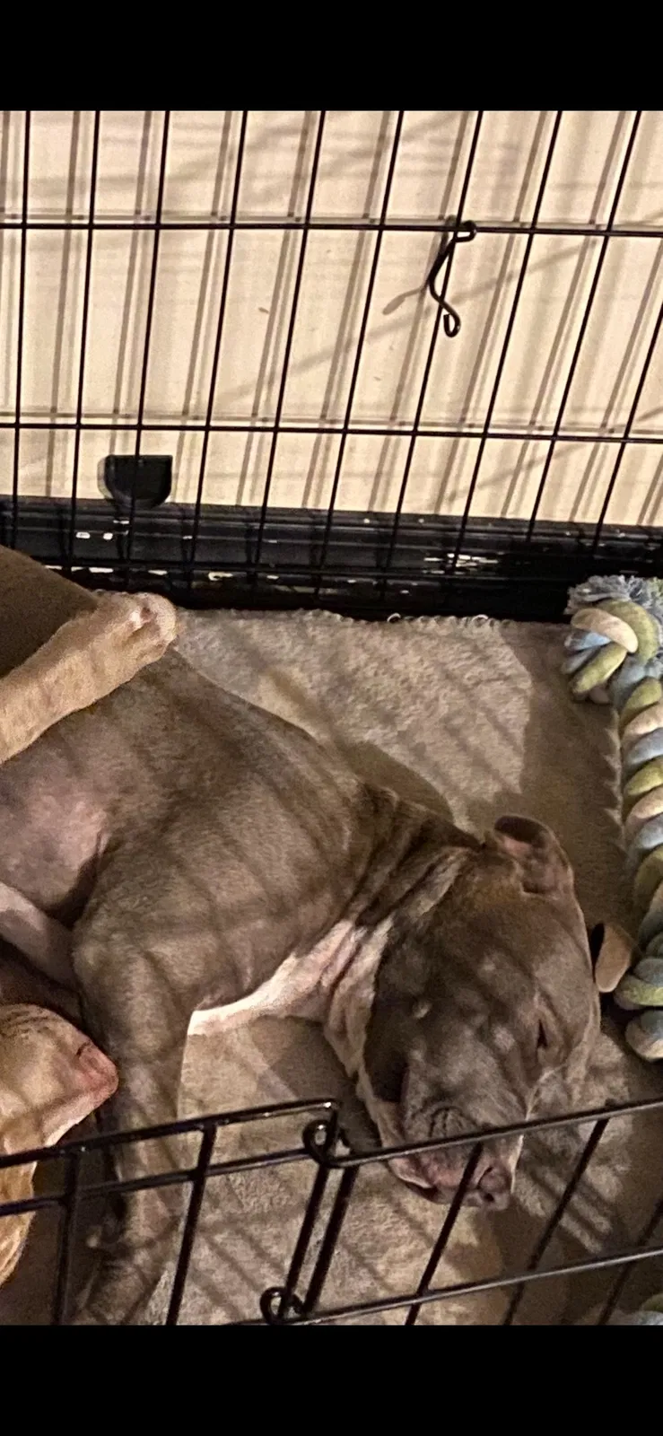 Lost dog in Camden, NJ, 8105