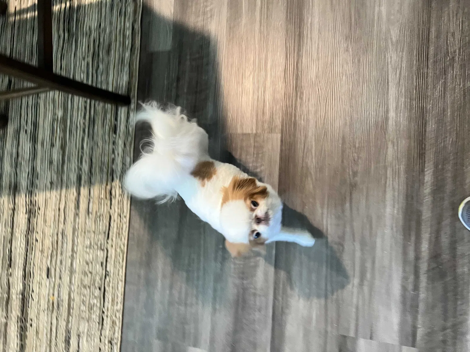 Lost dog in Fort Worth, TX, 76126