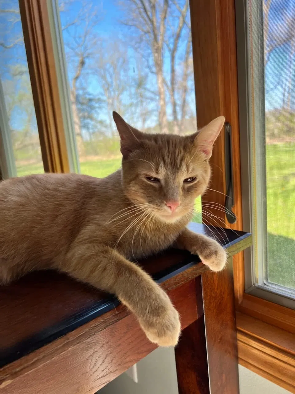Lost cat in Dixon, IL, 61021