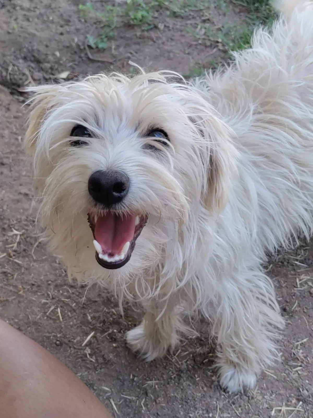 Lost dog in Fresno, CA, 93702