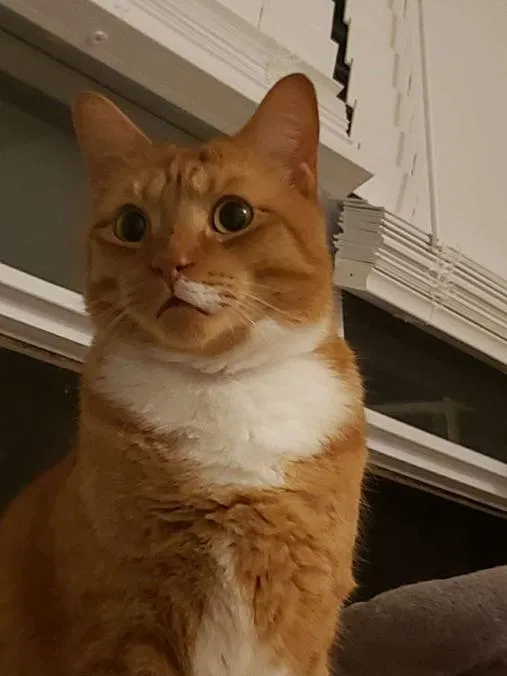 Lost cat in Tuckerton, NJ, 8087