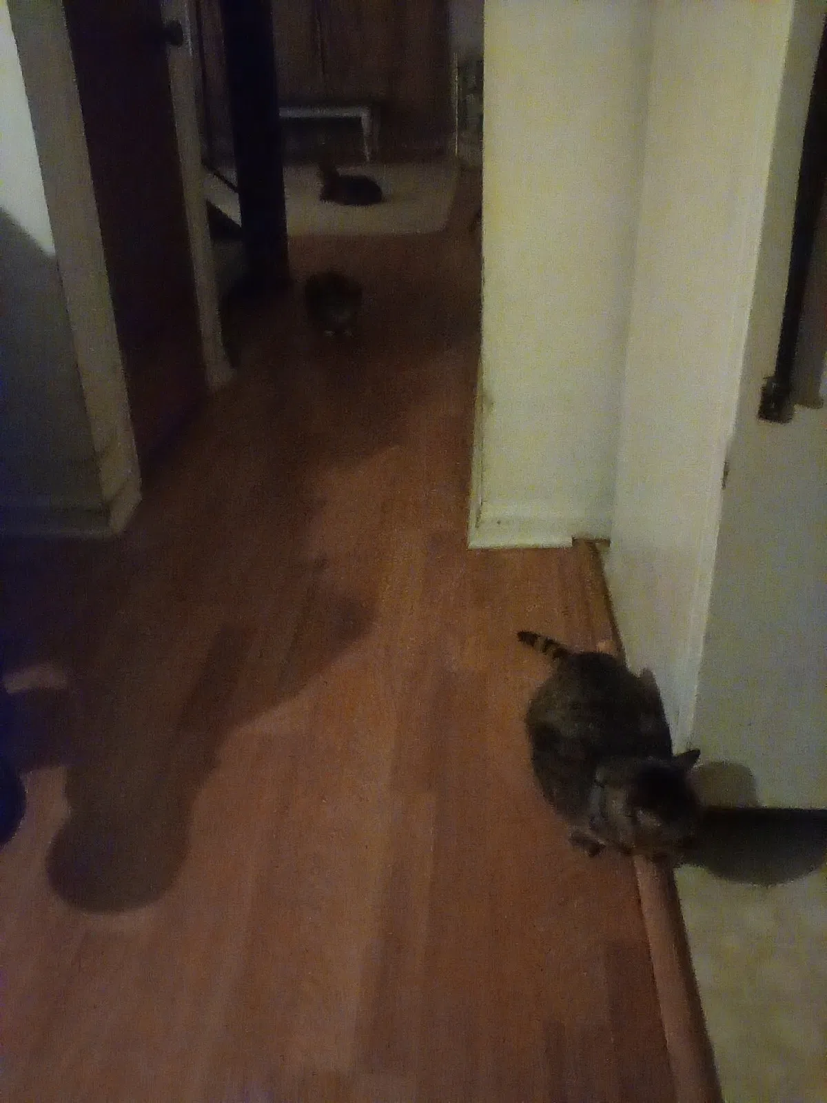 Lost cat in Austell, GA, 30106