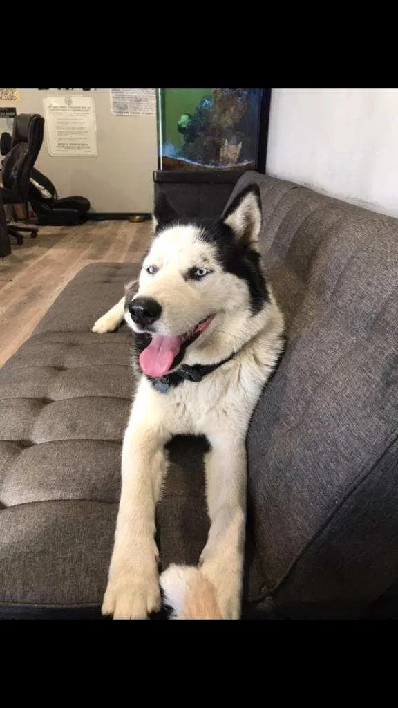 Lost dog in Reseda, CA, 91335