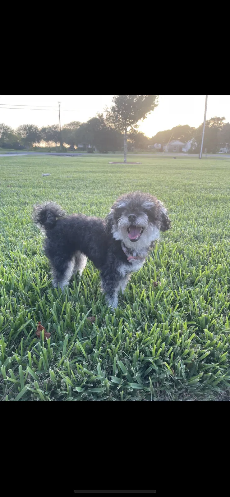 Lost dog in Corpus Christi, TX, 78410