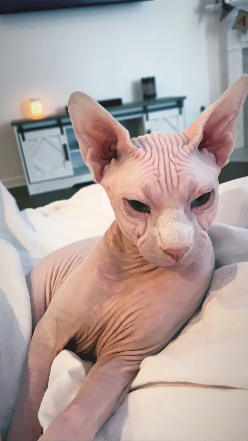 Lost cat in Murfreesboro, TN, 37128