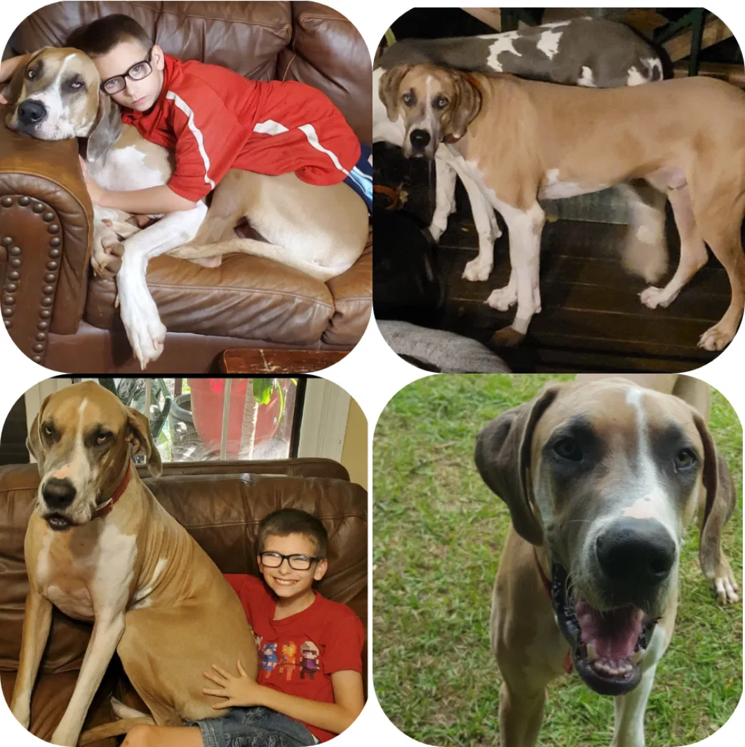 Lost dog in Cleveland, TN, 37323