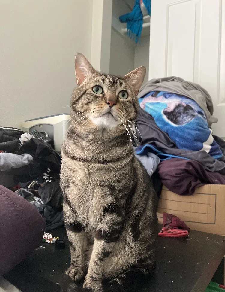 Lost cat in Bremerton, WA, 98337