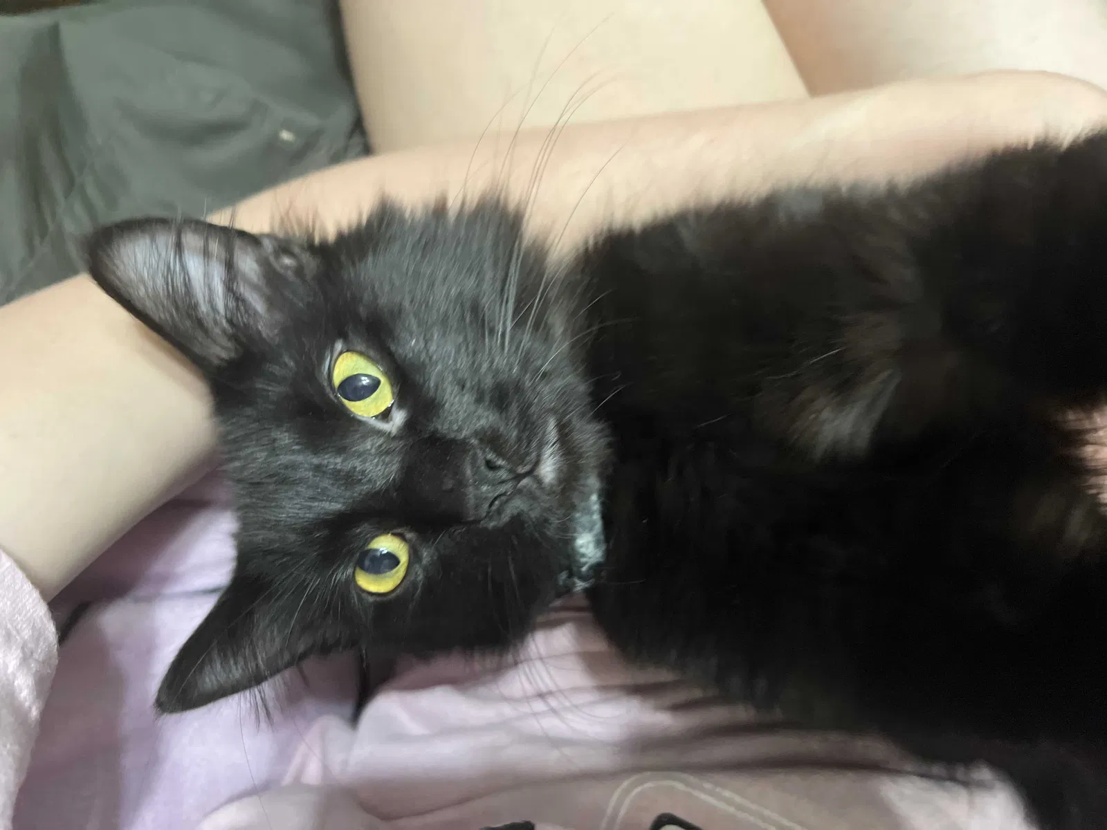 Lost cat in Liberty, MO, 64068