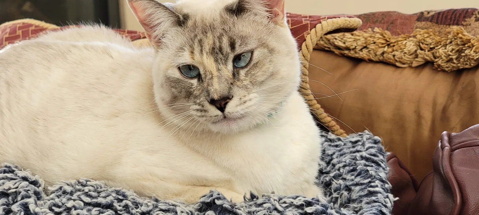Lost cat in Las Cruces, NM, 88012