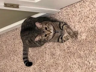 Lost cat in Suwanee, GA, 30024