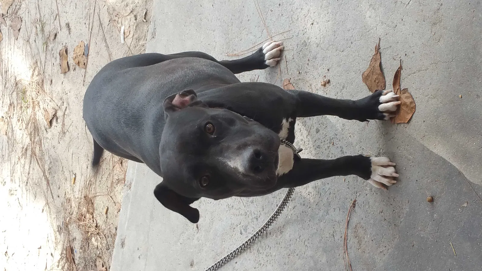 Lost dog in Gaston, SC, 29053