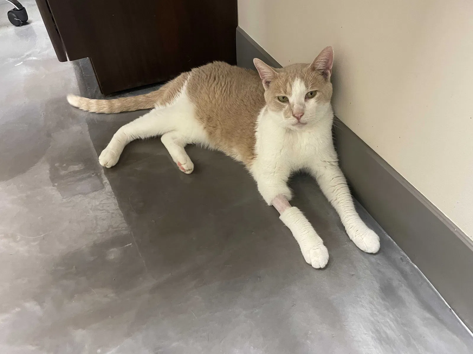 Lost cat in Ludowici, GA, 31316