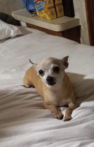 Lost dog in Oakwood, GA, 30566