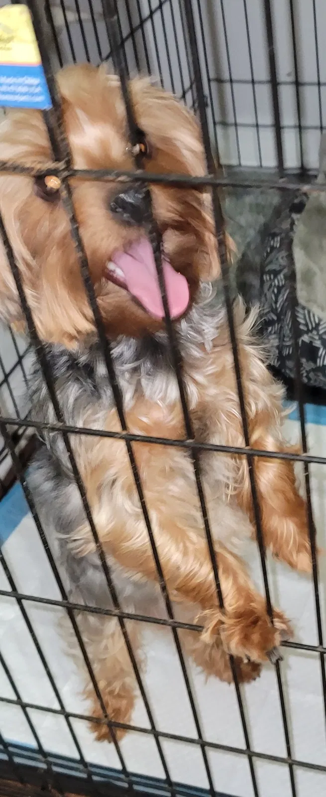 Lost dog in Chicago, IL, 60651