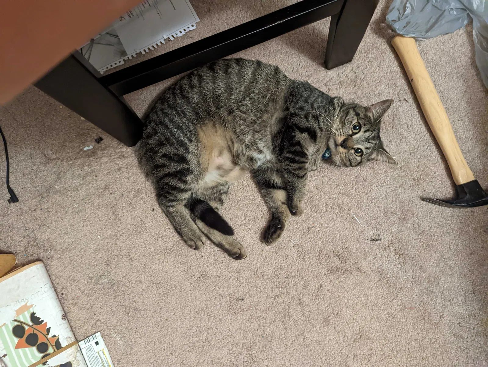 Lost cat in Indianapolis, IN, 46219