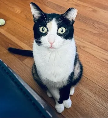 Lost cat in Fort Wayne, IN, 46825