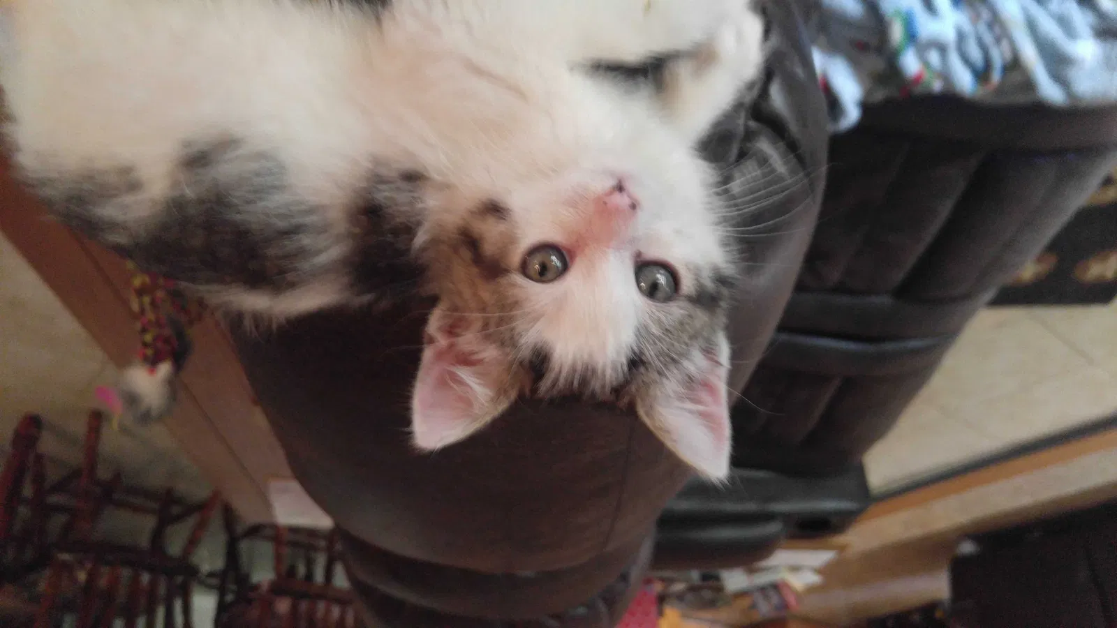 Lost cat in Trinidad, TX, 75163