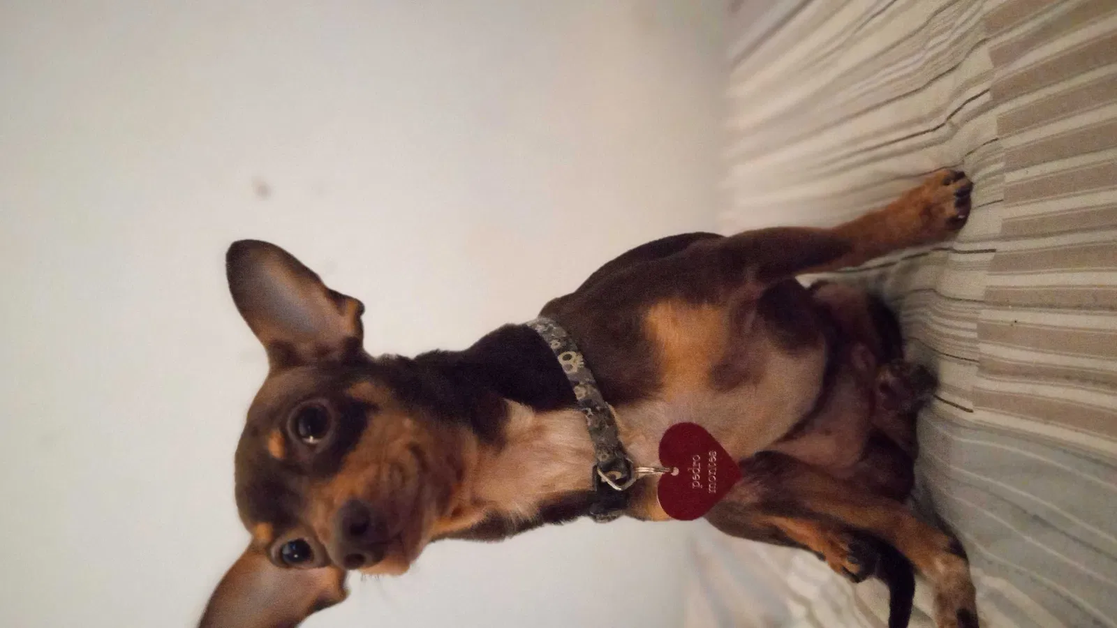 Lost dog in Pearland, TX, 77584