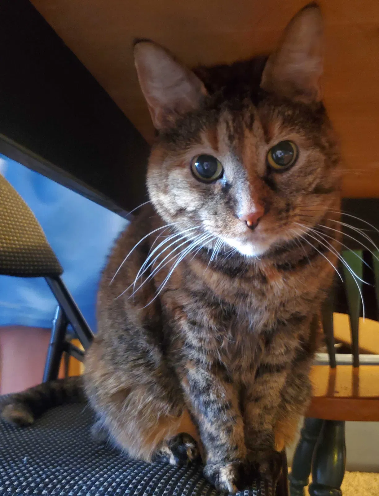 Lost cat in Dayton, OH, 45449