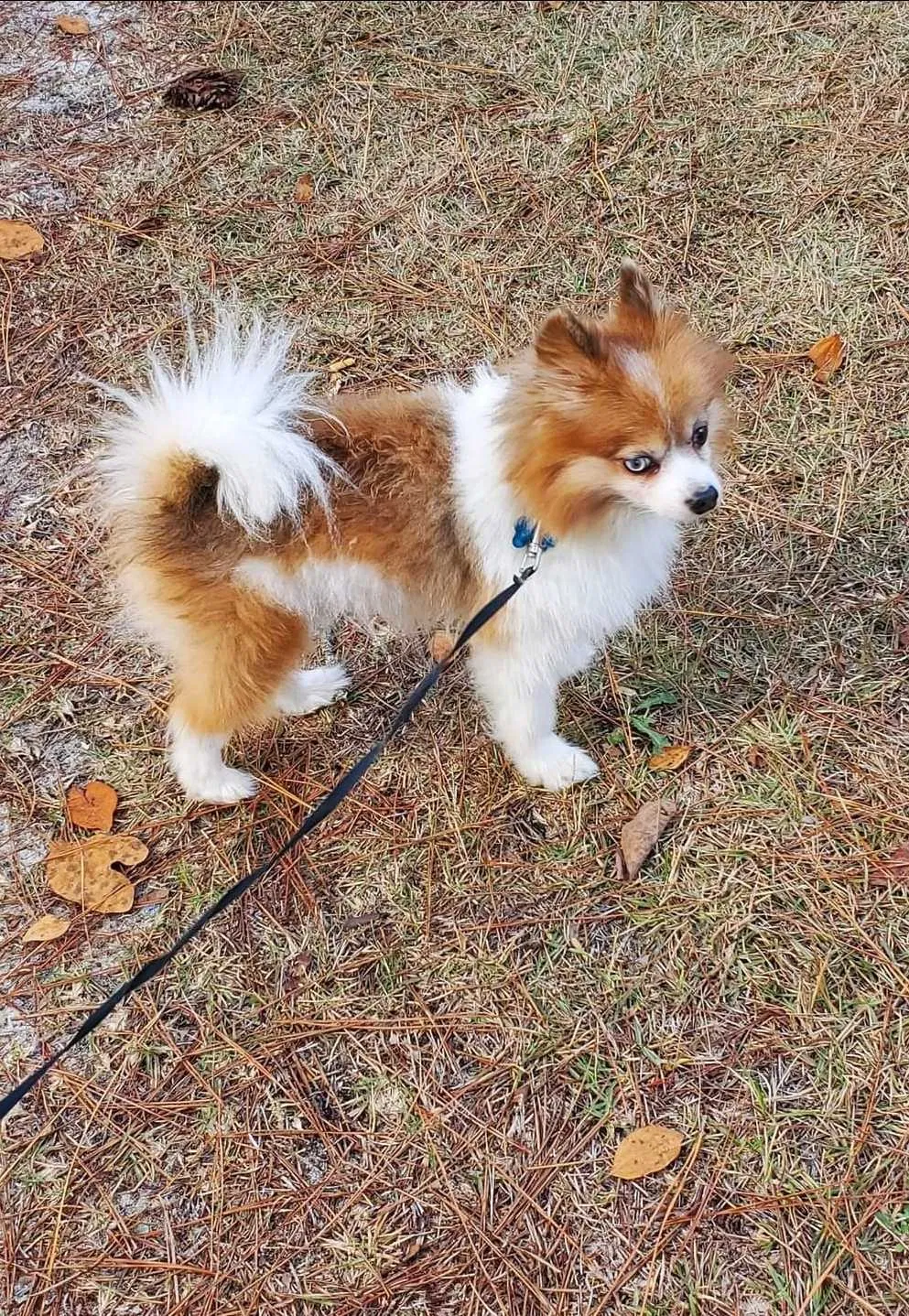 Lost dog in Sanford, NC, 27332