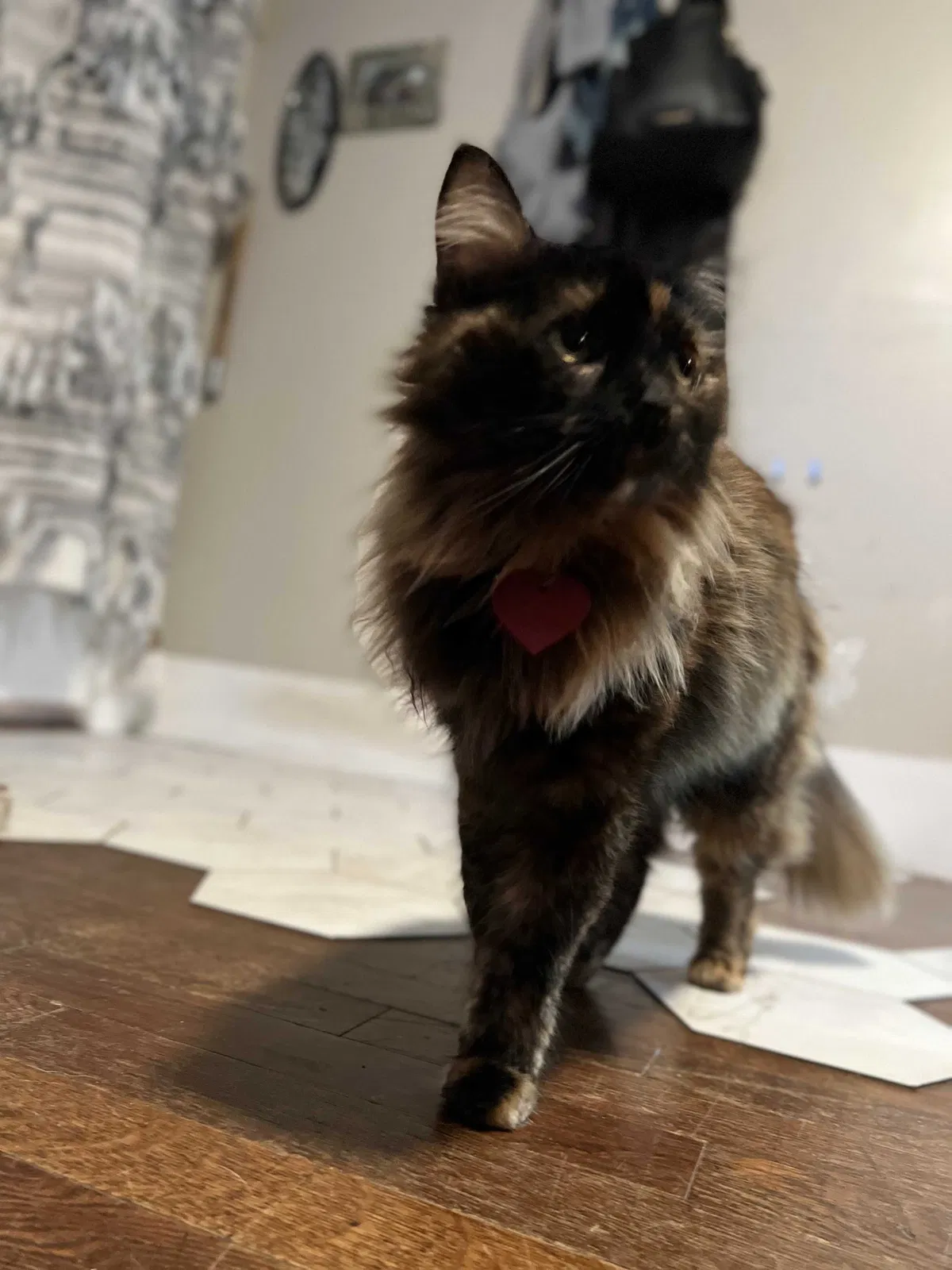 Lost cat in Lexington, KY, 40505