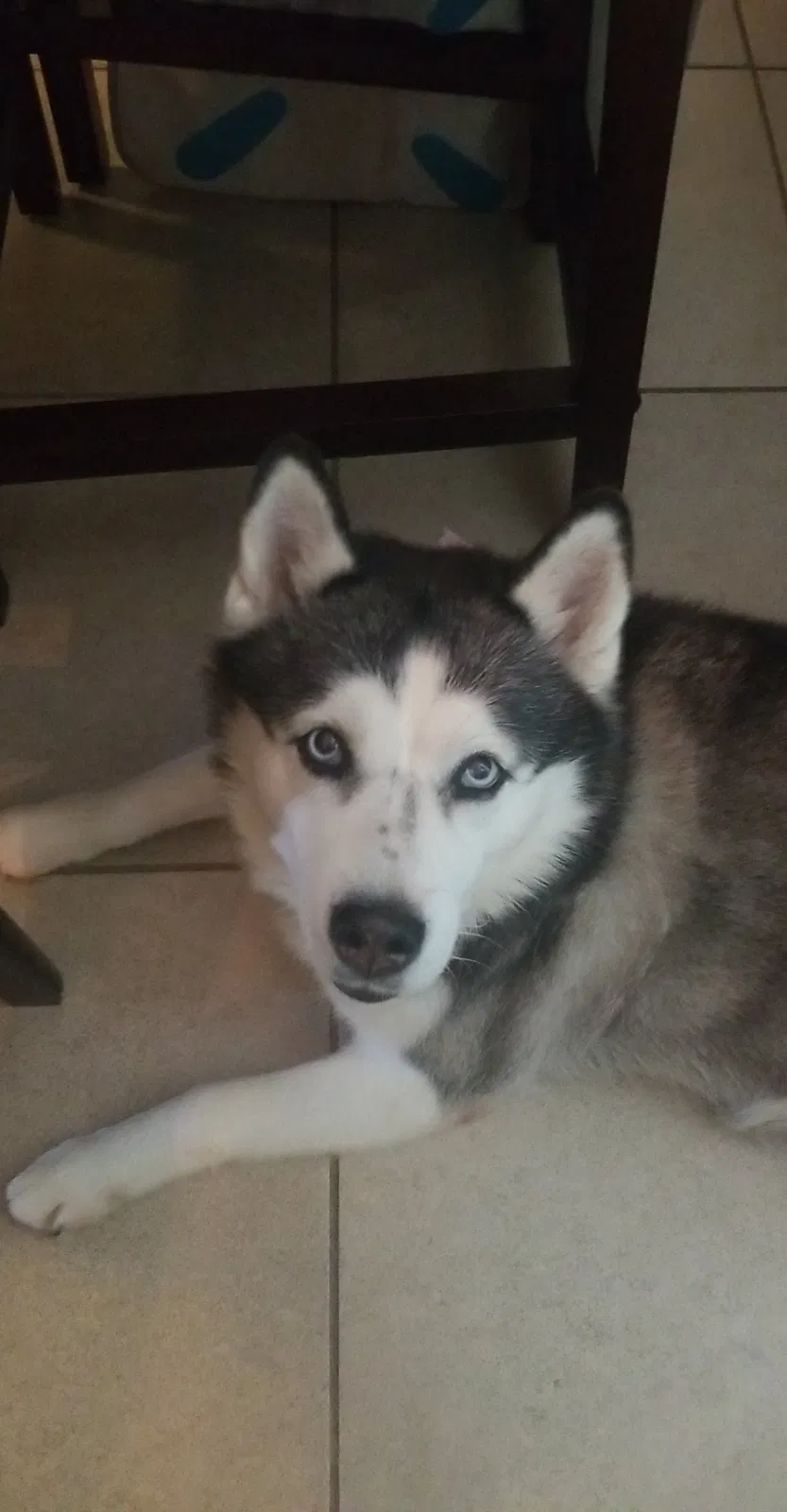 Lost dog in Kissimmee, FL, 34744