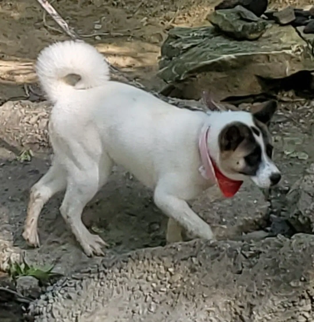Lost dog in Arlington, TX, 76014