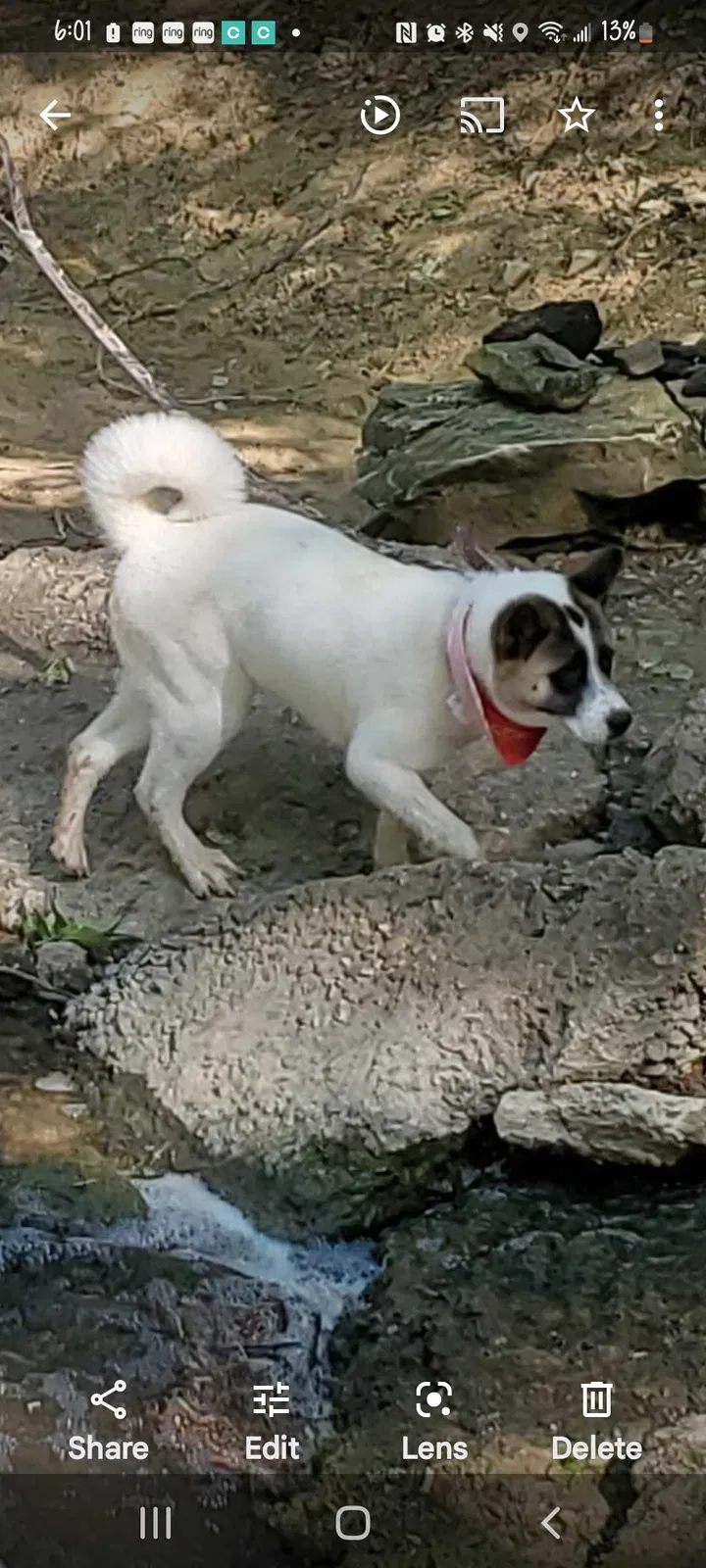 Lost dog in Arlington, TX, 76014