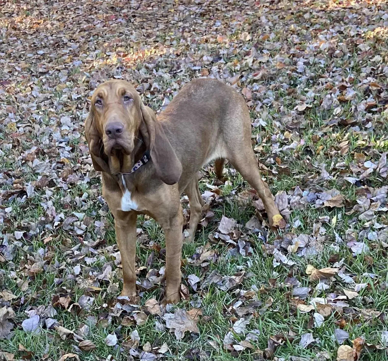 Lost dog in Grantville, GA, 30220