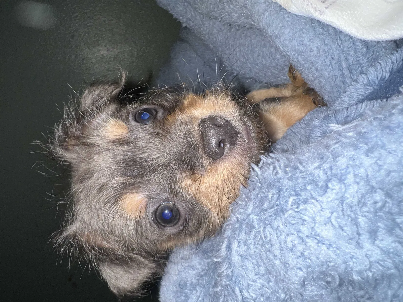 Lost dog in Longview, WA, 98632