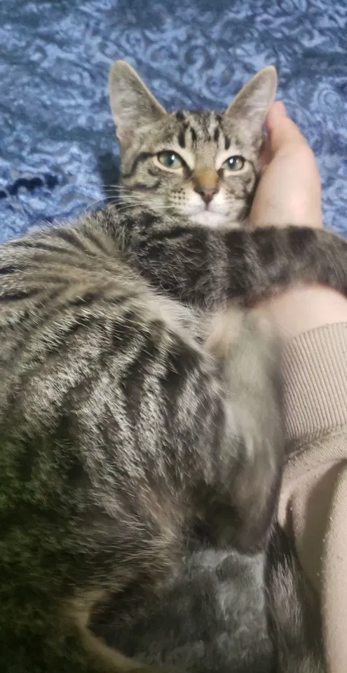 Lost cat in Dearborn, MI, 48126
