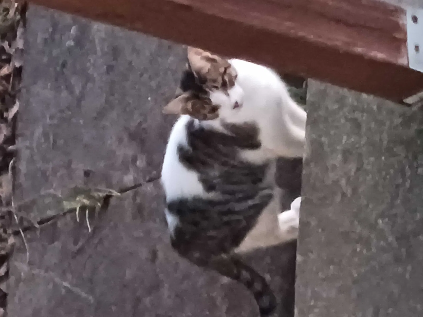 Lost cat in Marion, IN, 46953