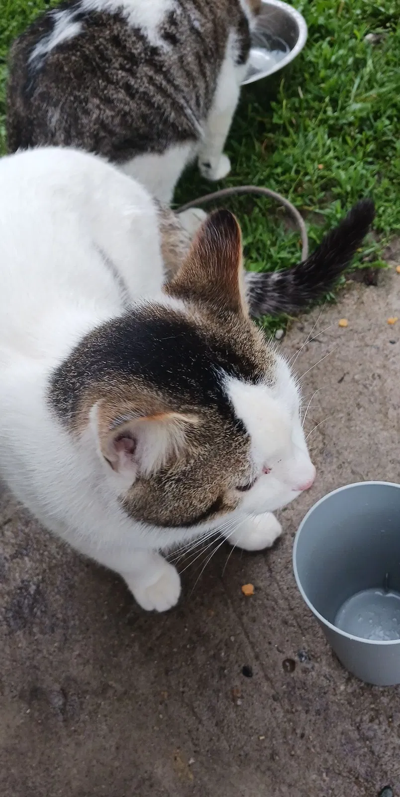 Lost cat in Marion, IN, 46953