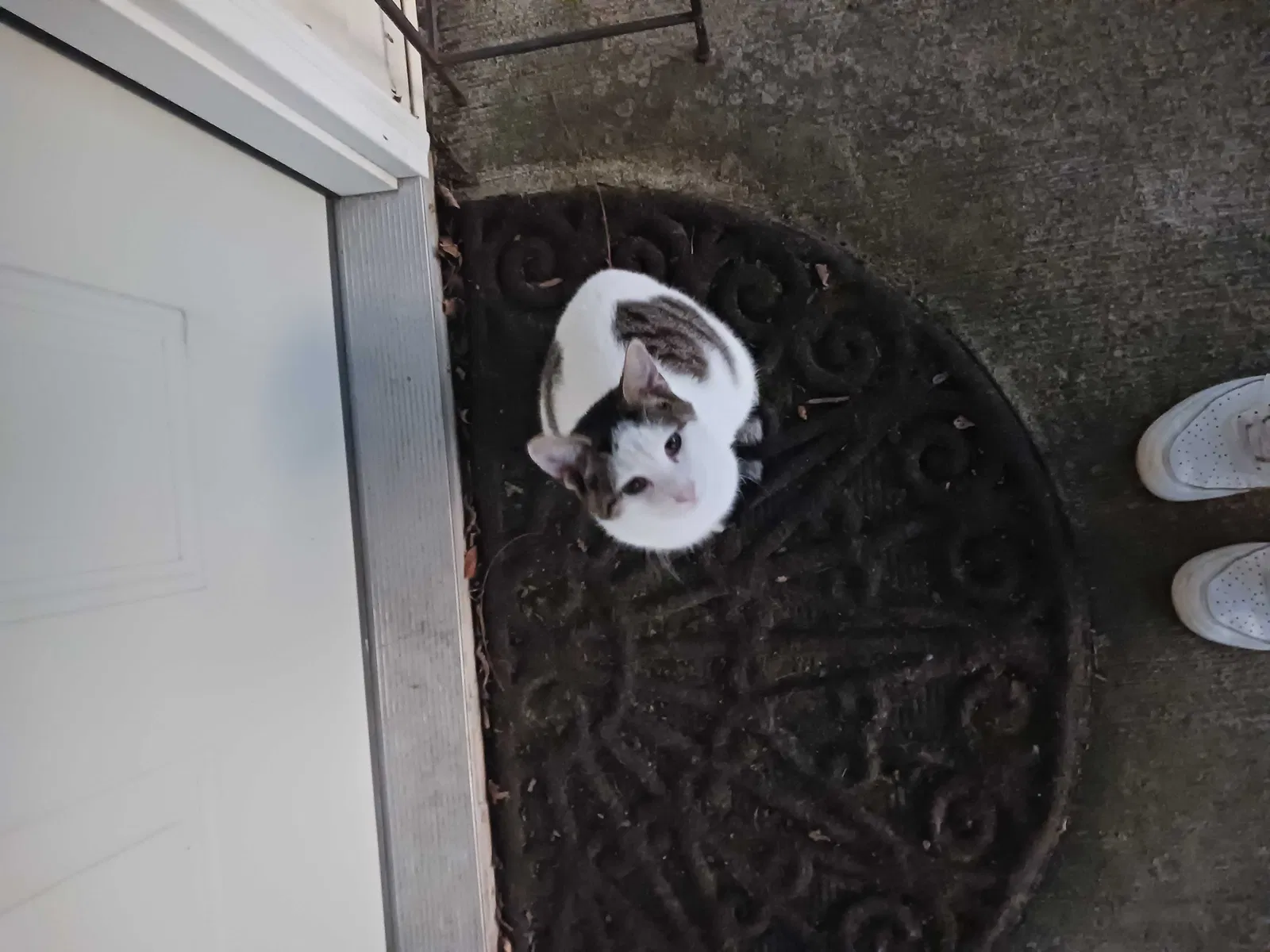 Lost cat in Marion, IN, 46953